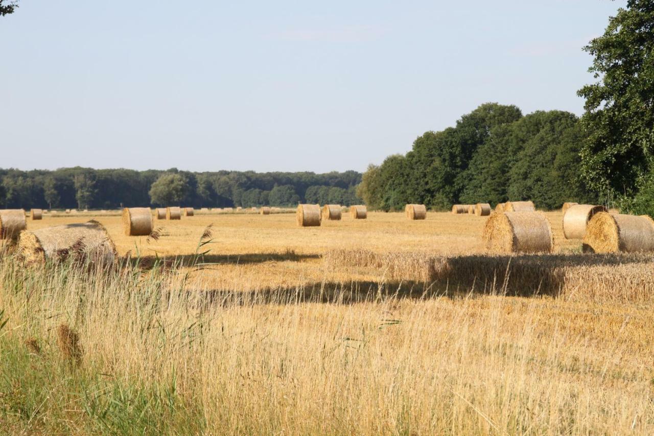 Ferienwohnung Am Elbdeich Bleckede Buitenkant foto